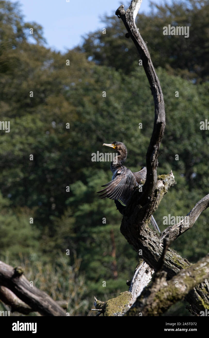 Comme un oiseau sur un arbre, le grand cormoran Phalacrocorax carbo , Bornholm Banque D'Images