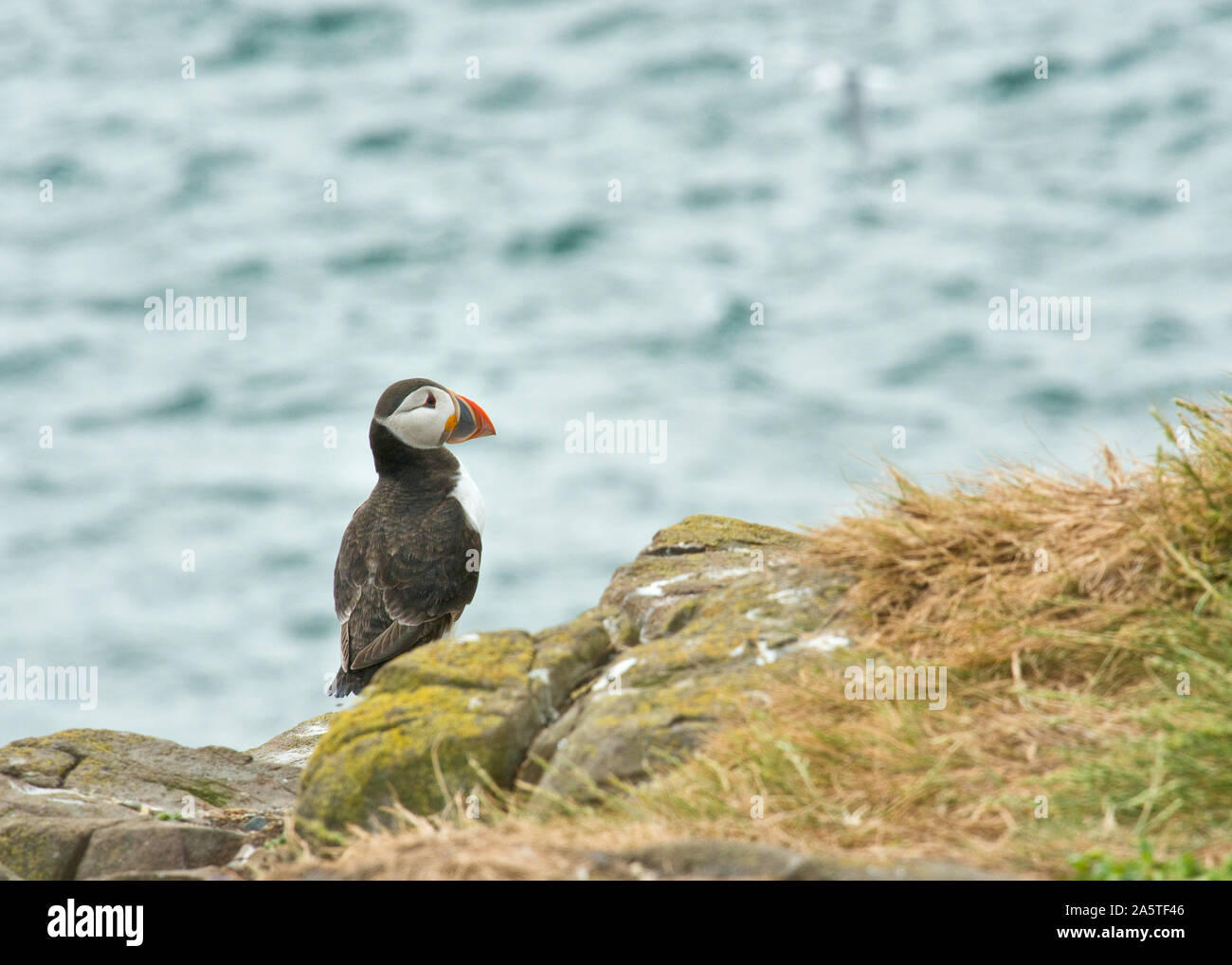 Macareux moine (Fratercula arctica) reposant sur le bord de la falaise. Iles Farne, Northumberland Banque D'Images