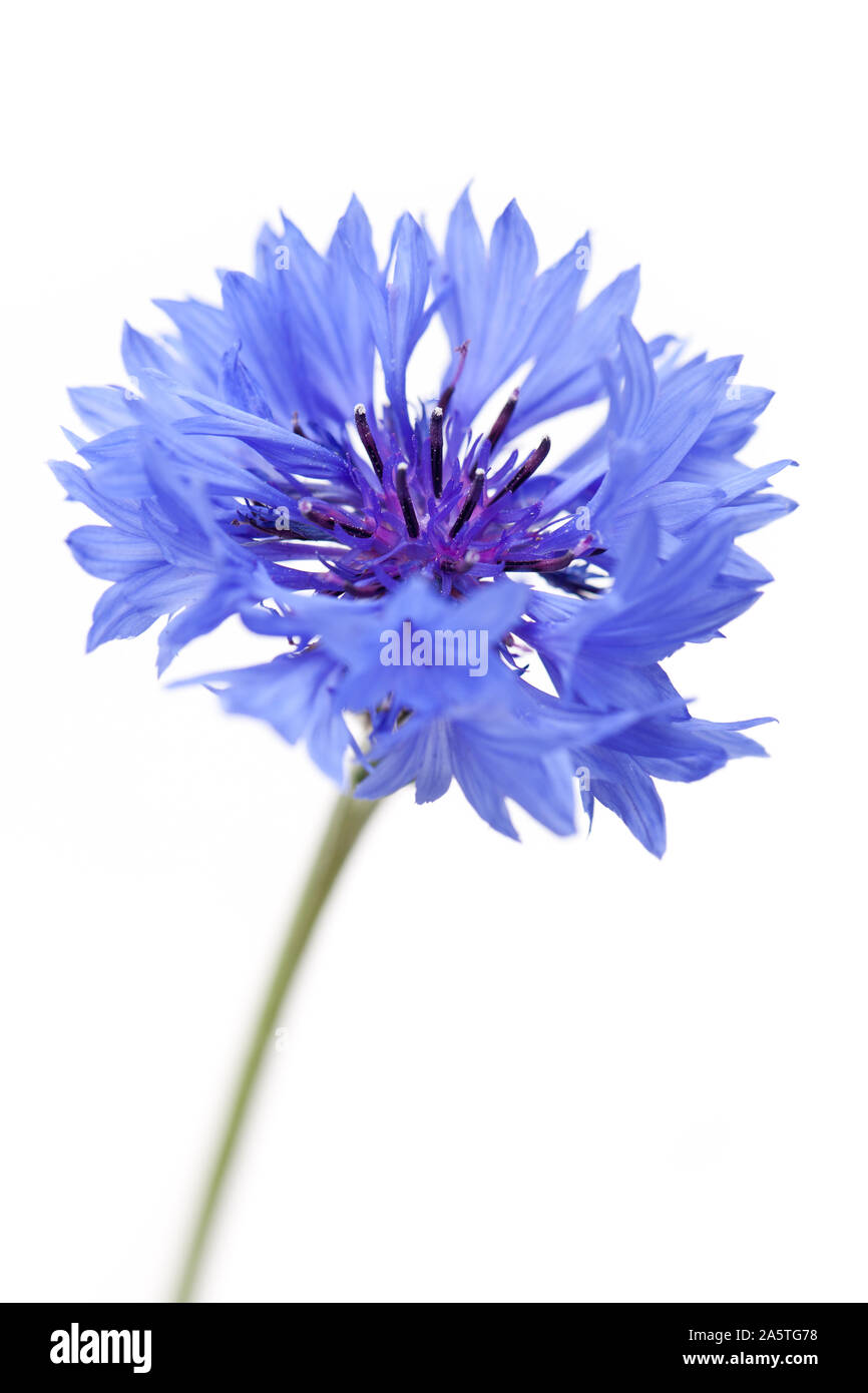 Plantes médicinales : le bleuet (Centaurea cyanus) - fleurs sur fond blanc Banque D'Images