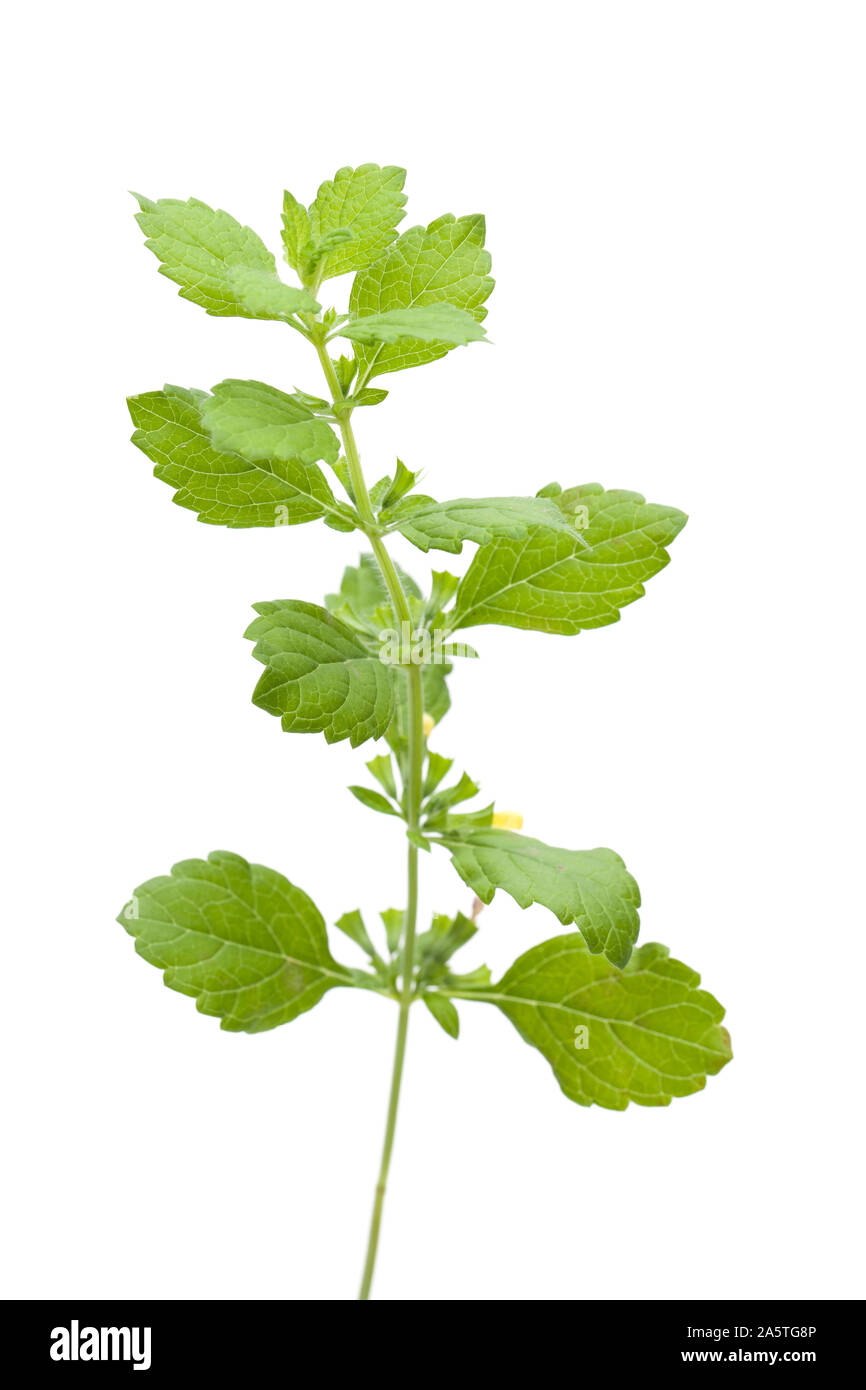 Melissa (Melissa officinalis var citrata.) - Standing against white background Banque D'Images