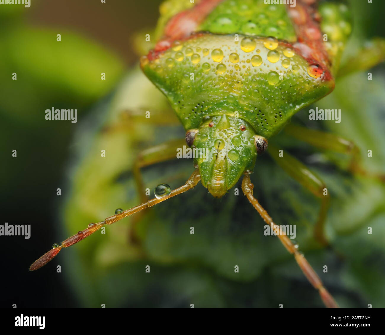 Close up du genévrier Shieldbug Cyphostethus tristriatus) (avec gouttes de pluie sur Lawson's cypress berry. Tipperary, Irlande Banque D'Images