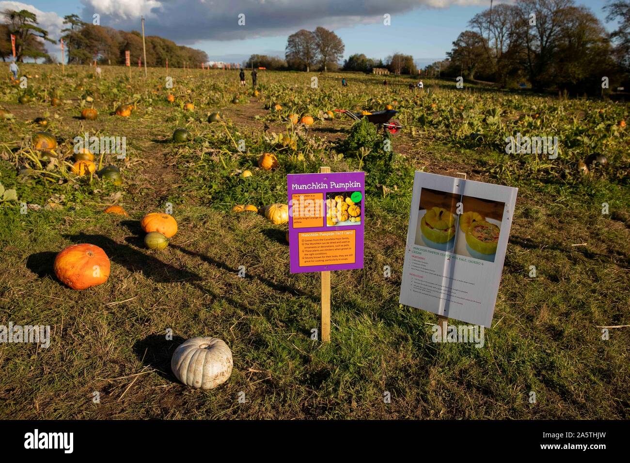 Les panneaux signalant la présence d'une citrouille recette à l'autocueillette de citrouilles champ près de Cardiff, octobre 2019. Banque D'Images