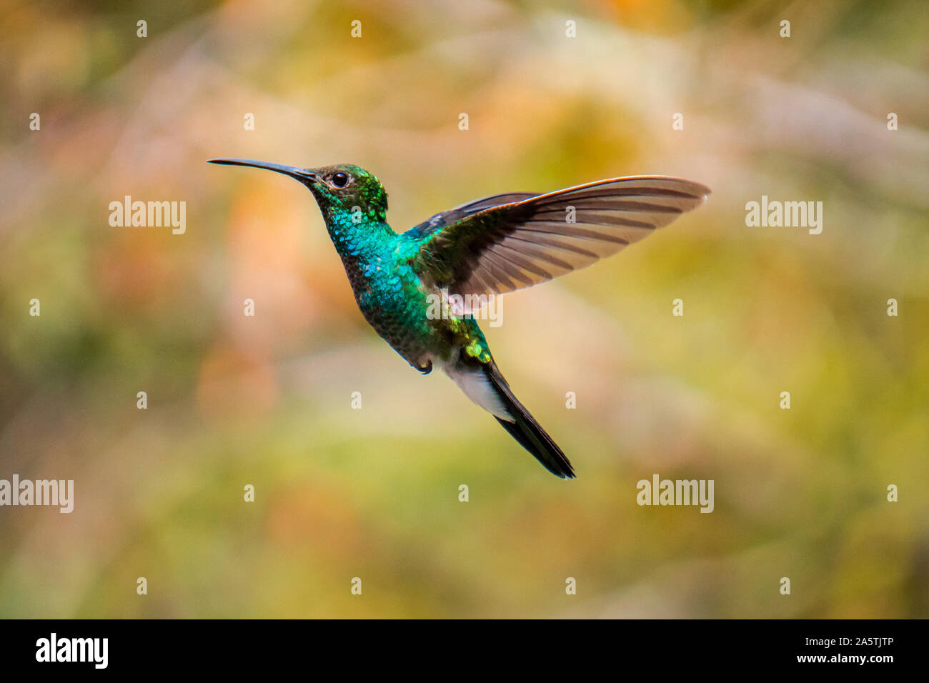 Colibri en arbol Banque D'Images