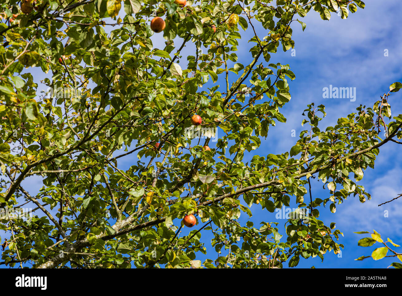 La pendaison des pommes sur un arbre à l'automne, avec un ciel bleu et nuages blancs Banque D'Images