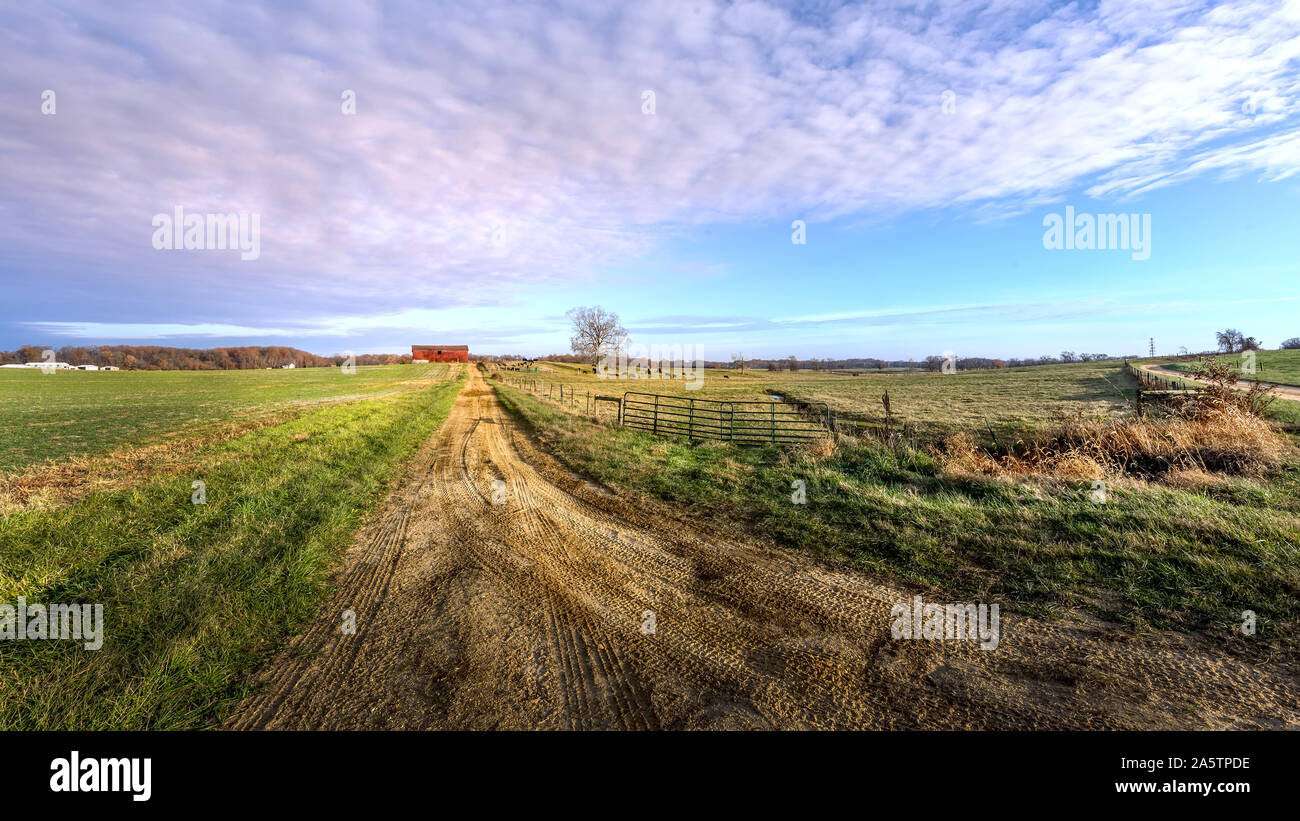 Maryland Rural paysage agricole avec des vaches qui paissent dans un champ et un long chemin de terre menant à une grange rouge Banque D'Images