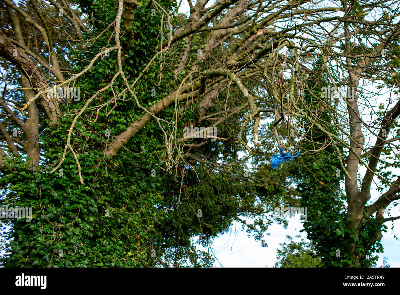 Plastique bleu pris dans arbre. Banque D'Images