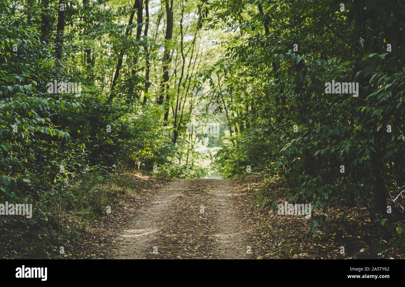 Belle forêt de l'automne. Image lumineuse et colorée. Chemin dans la forêt. Calme et tranquille. Banque D'Images