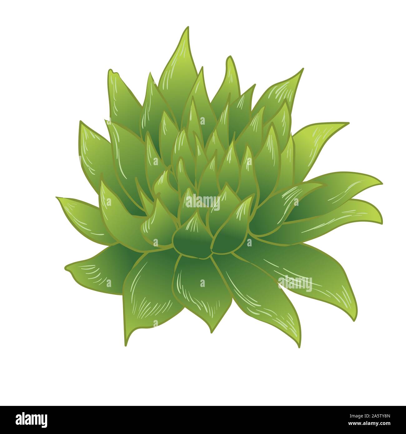 Vector green succulentes fleur tropicale. Botanique Floral fleur. Élément d'illustration isolé. Illustration de Vecteur