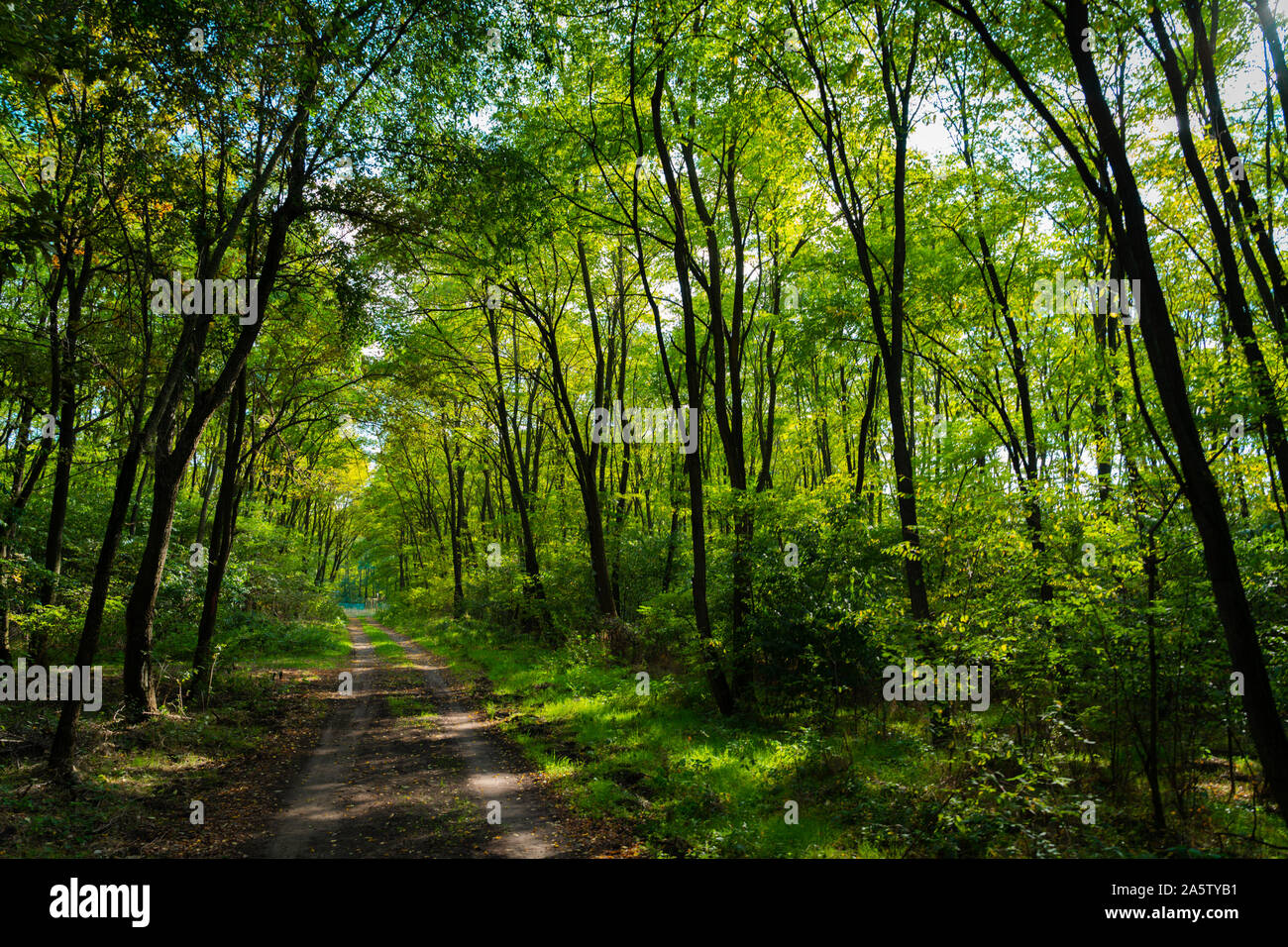 Belle forêt de l'automne. Image lumineuse et colorée. Chemin dans la forêt. Calme et tranquille. Banque D'Images
