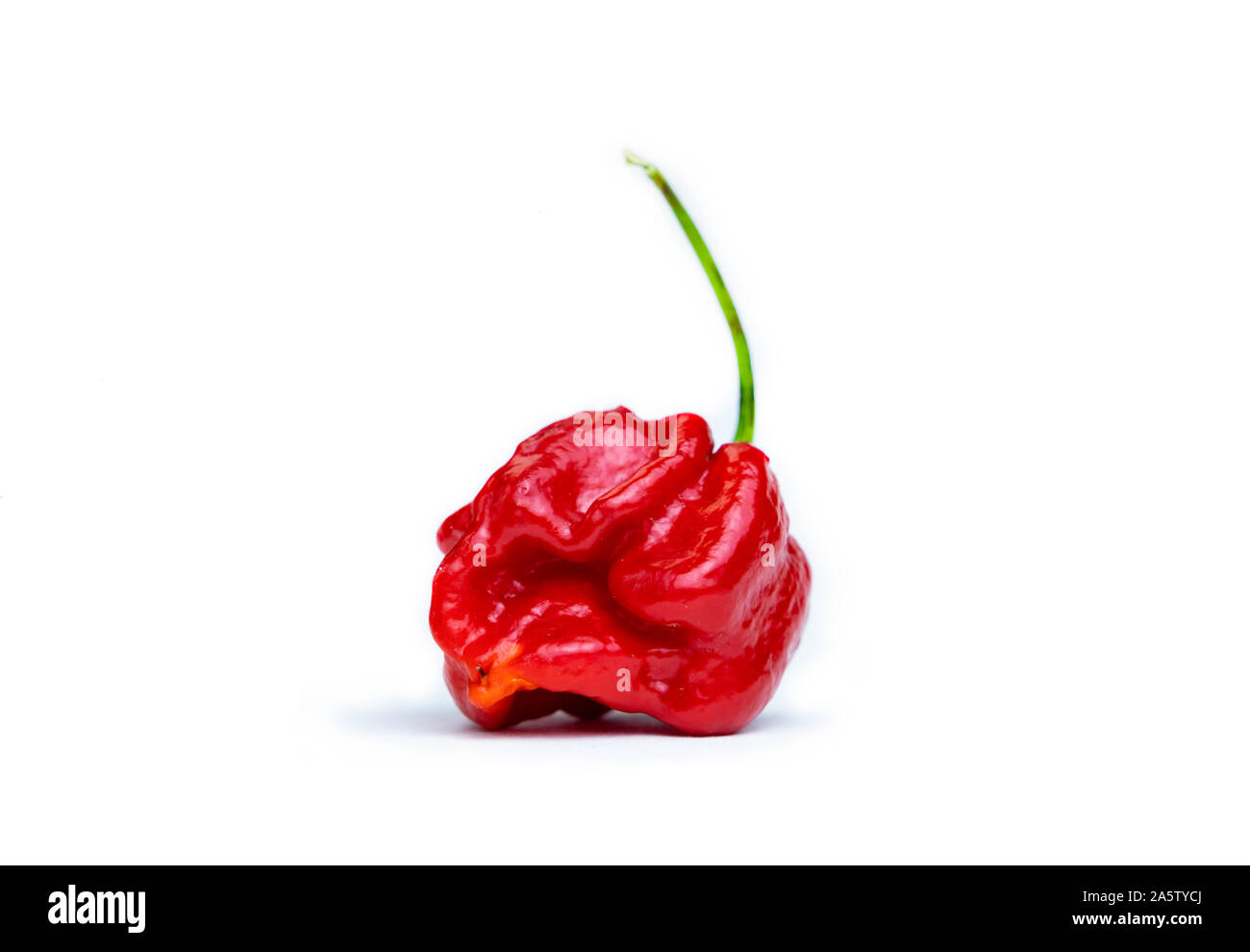 Photo d'une trinité Scorpion Moruga (Capsicum chinense). Piment rouge frais isolé sur fond blanc. Banque D'Images