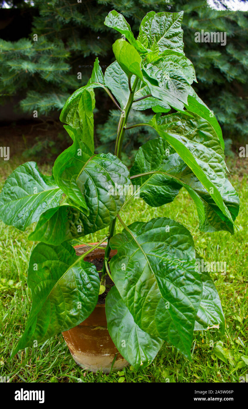 Trinidad Moruga Scorpion (Capsicum chinense) chili pepper plant. Photo gros plan, grosses feuilles vert. 9 semaines après semis. Banque D'Images