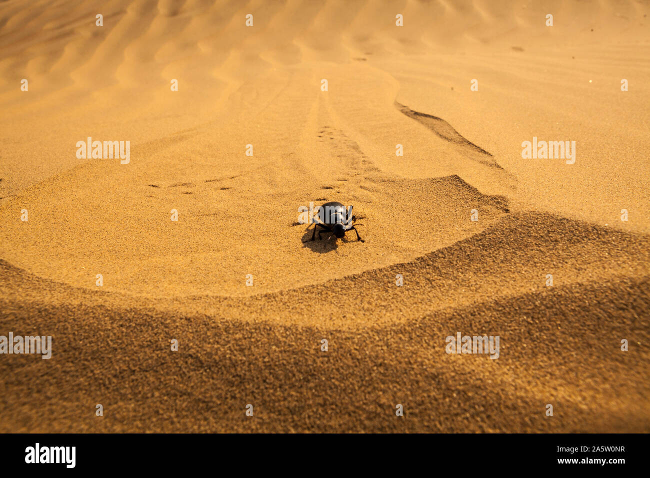 Un coléoptère noir rampe à travers les dunes de sable, désert de Thar, Rajasthan, Inde. Banque D'Images