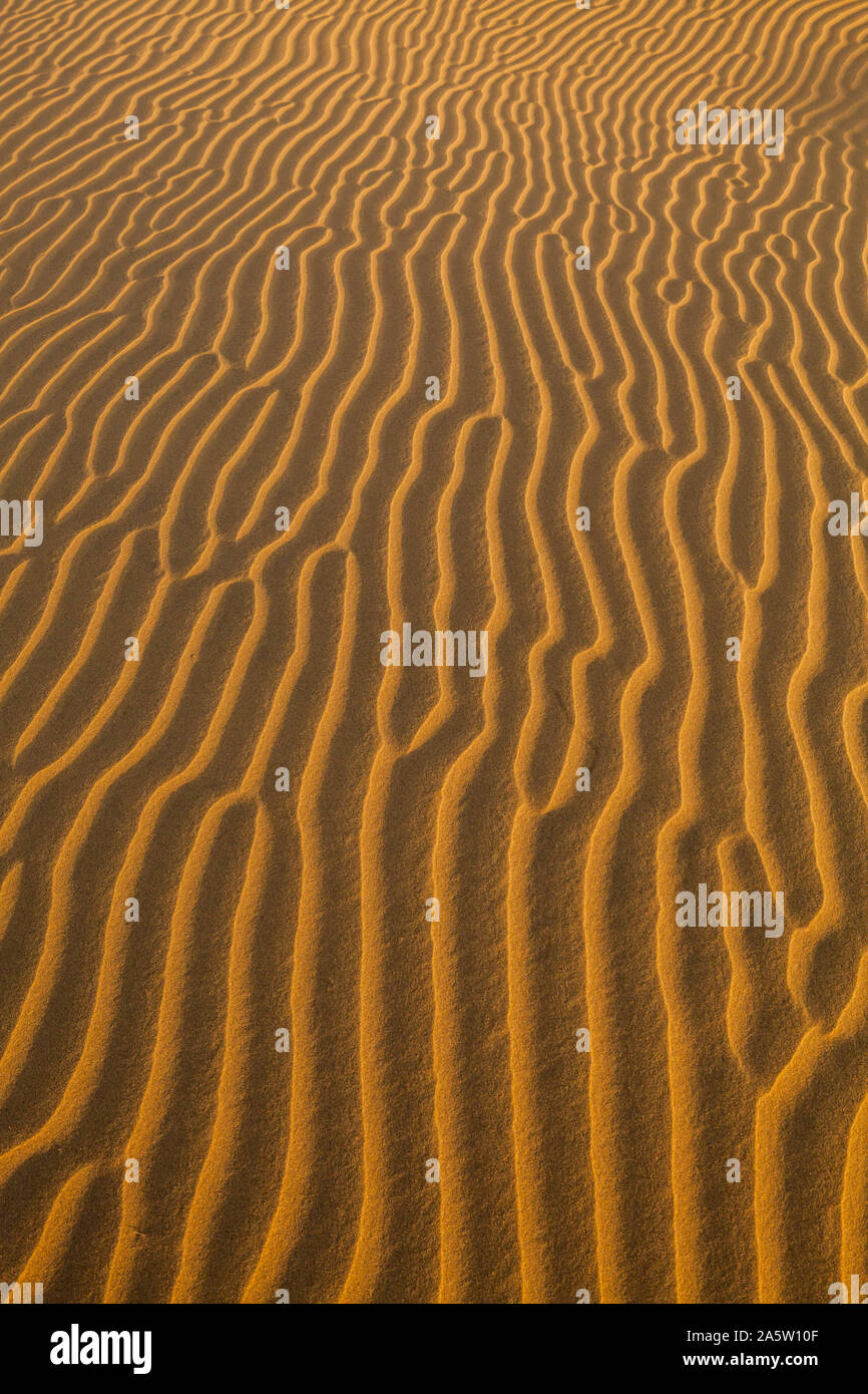 Les patrons de sable par le vent sur les dunes de sable du désert de Thar, Rajasthan, Inde. Banque D'Images