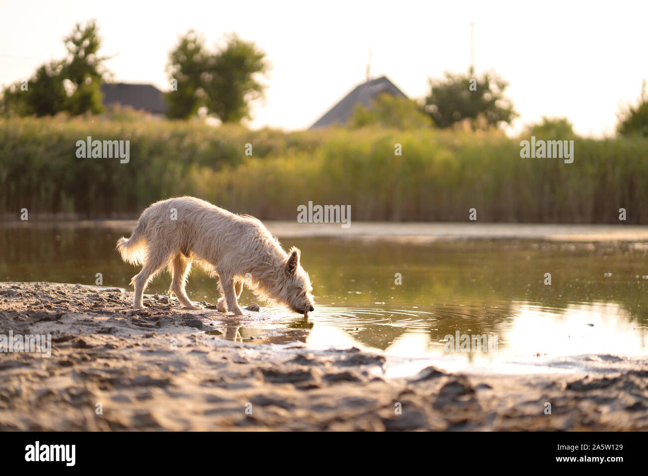 Chien boit de l'eau d'un lac au coucher du soleil. Banque D'Images