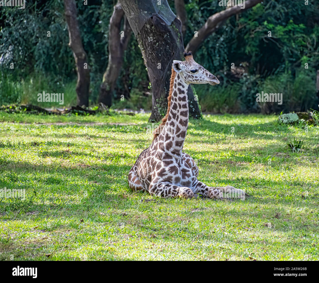 Jeune Girafe assis sur le sol Banque D'Images