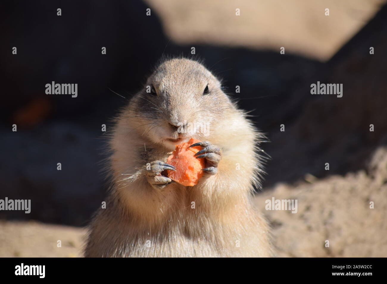 Rongeur mignon chien noir Eating Carrot Close Up Banque D'Images