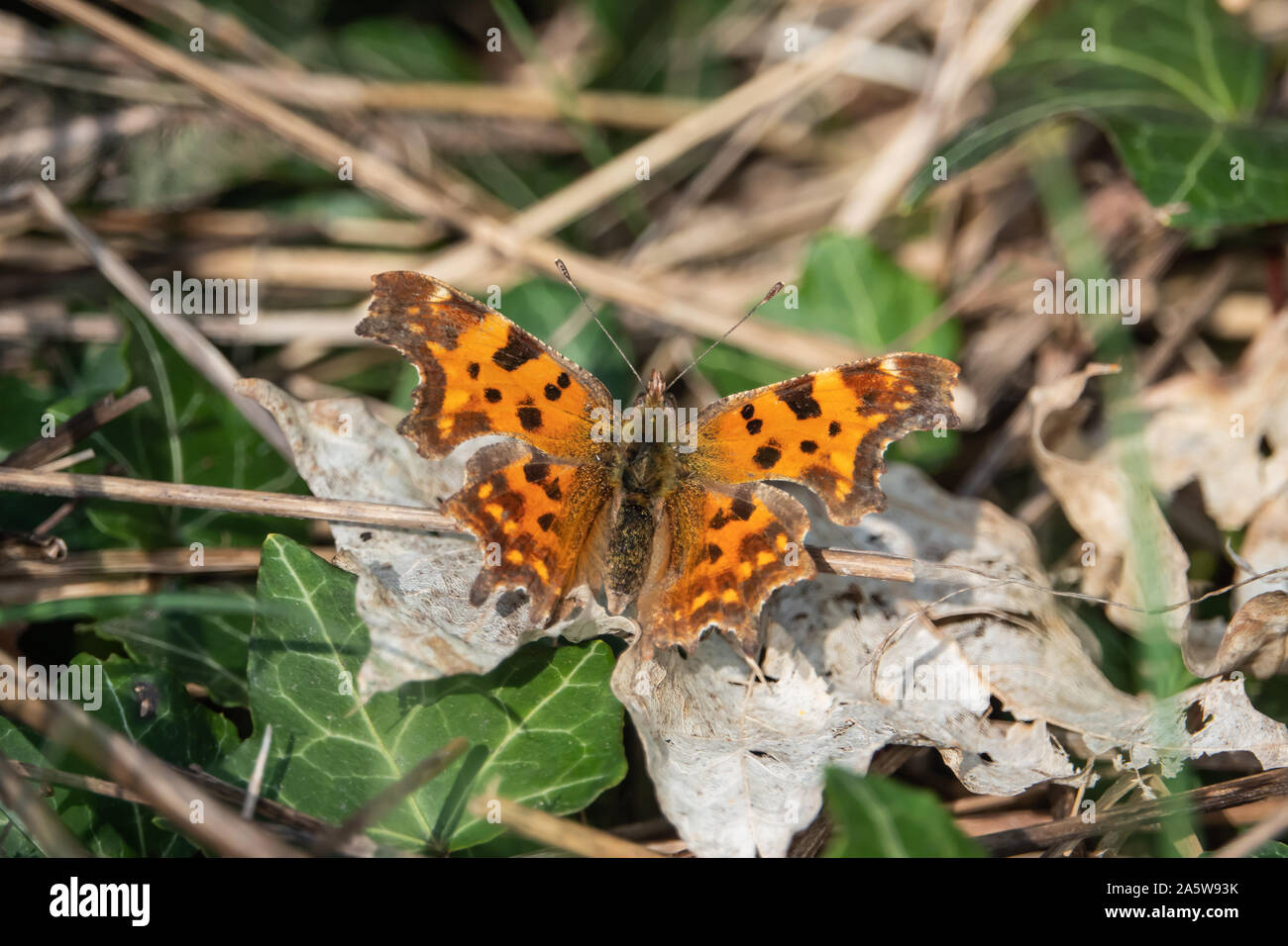 Virgule européenne papillon sur feuilles au printemps Banque D'Images