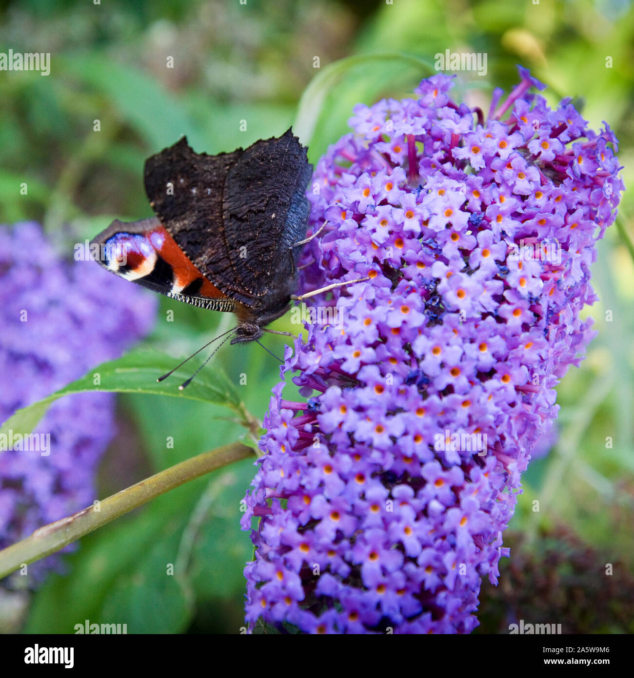 Peacock butterfly Inachis io Buddleja davidii en fleurs à la fin d'août et au jardin anglais, Royaume-Uni Banque D'Images