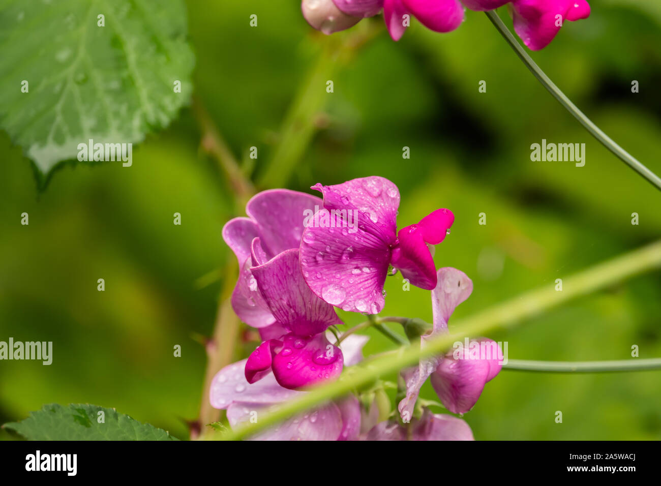 Fleurs de pois éternelle Banque D'Images