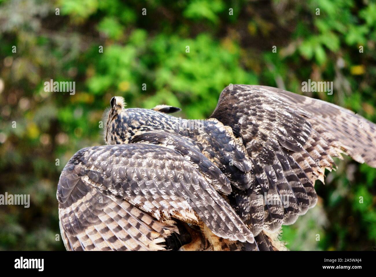 Un hibou avec la propagation des ailes Banque D'Images