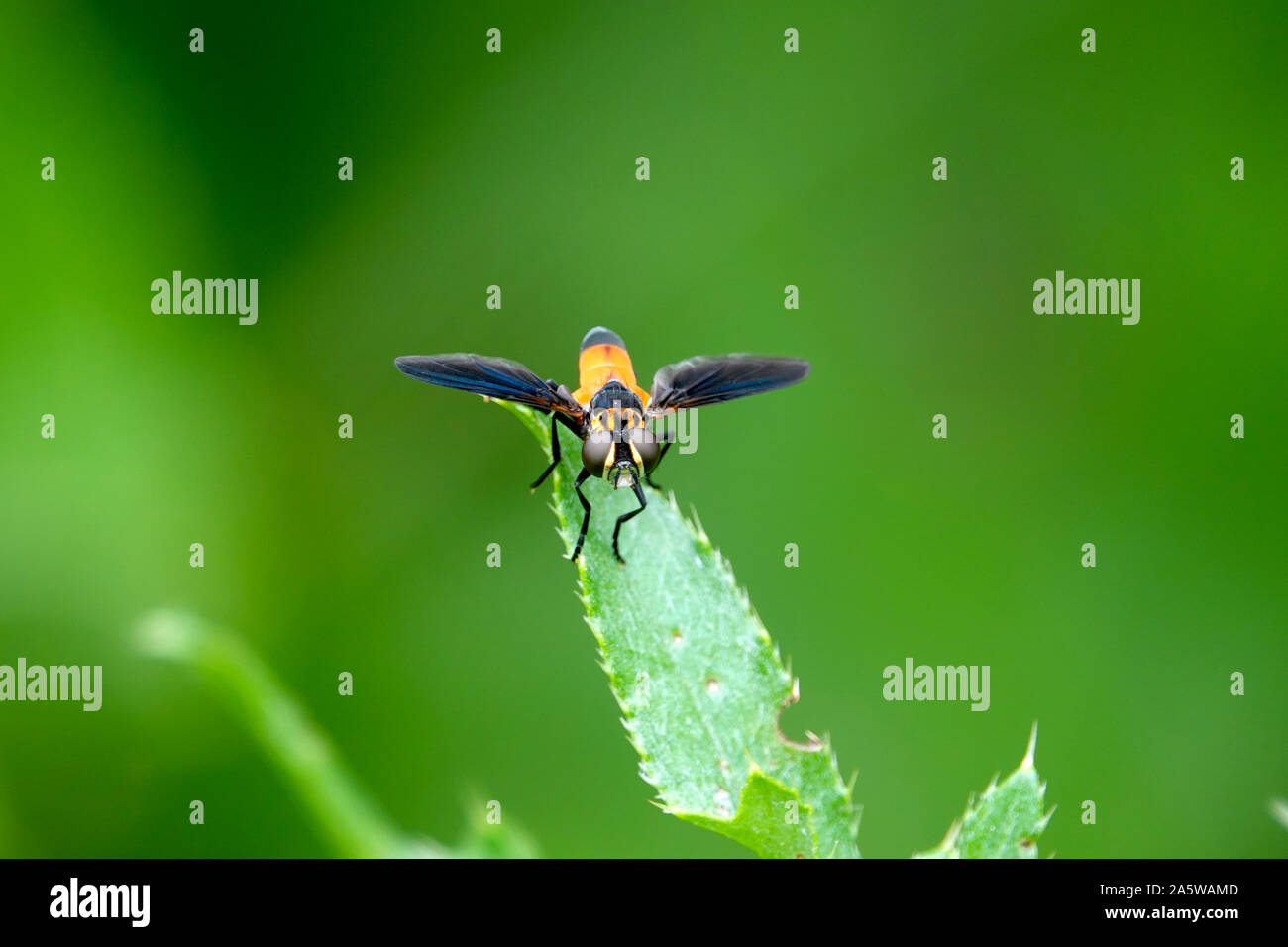 Feather-Legged Fly on Leaf Banque D'Images