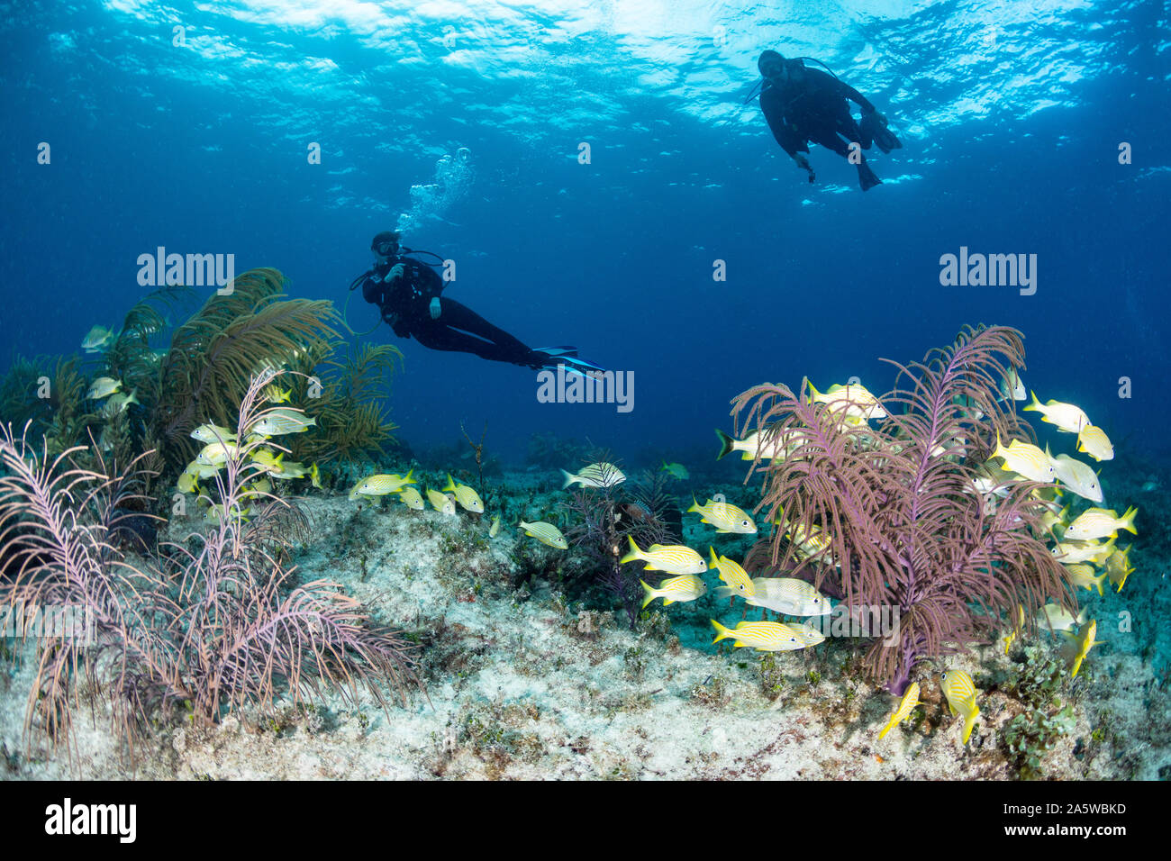 Deux plongeurs nager sur un récif sain au large de Bimini, Bahamas. Banque D'Images