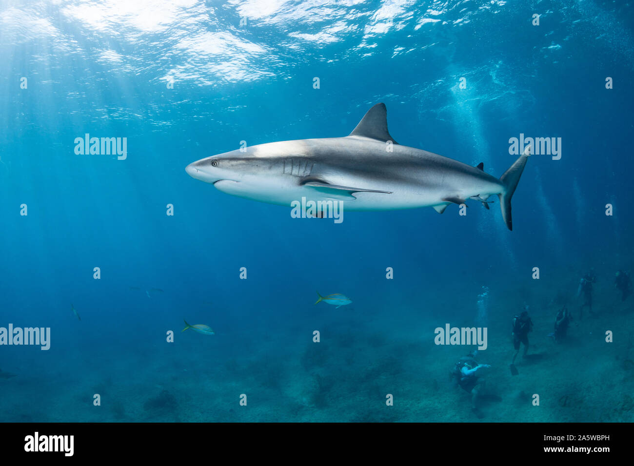 Un requin de récif des Caraïbes (Carcharhinus perezii) nage plus de plongeurs au cours d'une plongée requins appâtés à Triangle Rock à Bimini, Bahamas. Banque D'Images