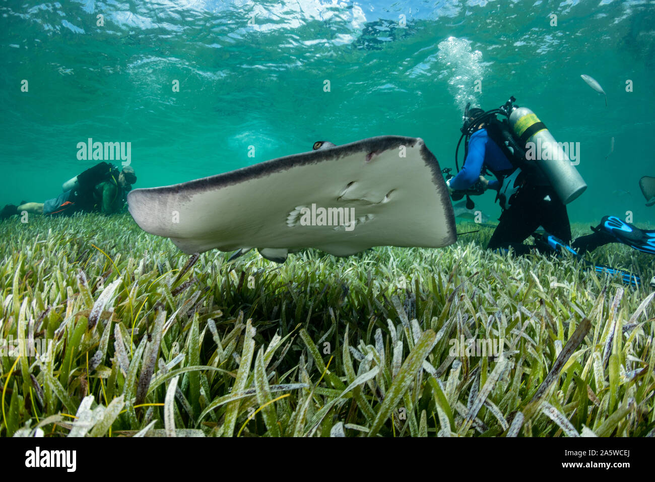 Les plongeurs du sud montre des raies (Hypanus americanus) nager autour des herbiers peu profonds au cours d'une plongée d'alimentation. Banque D'Images