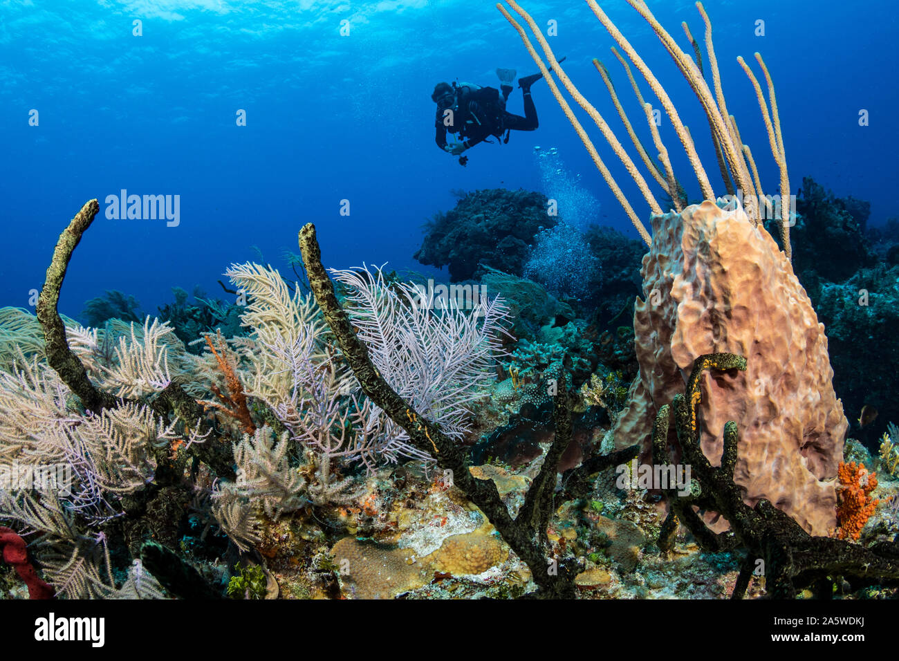 Un plongeur nage sur un récif de corail vivant dans les Caraïbes de Bimini, Bahamas. Banque D'Images