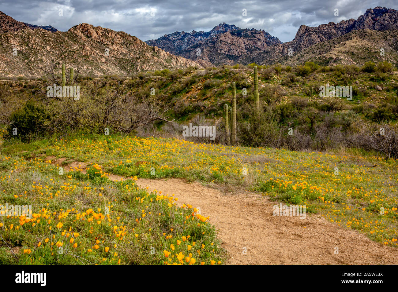 Un sentier traverse le désert du printemps sur le chemin de l'hiver, les montagnes au loin. Catalina State Park près de Tucson. Banque D'Images