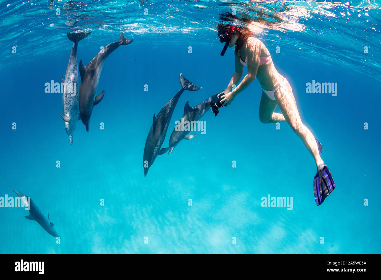 Une femme tire des photos sous-marines de dauphins tachetés de l'Atlantique (Stenella frontalis) au large de Bimini, Bahamas. Banque D'Images