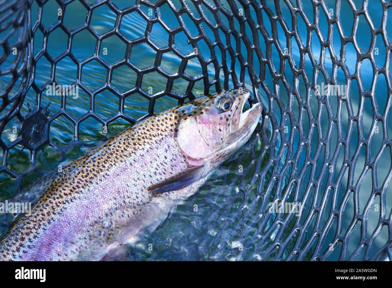 Close up of big truites arc-en-ciel dans un filet de l'atterrissage sur un lac du Minnesota Banque D'Images