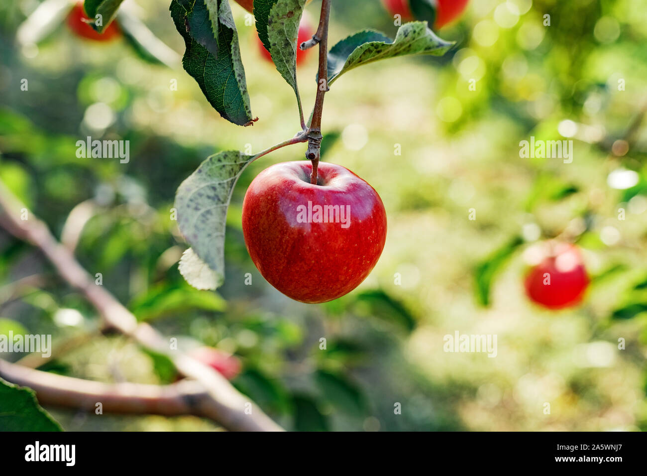 Belle pomme rouge savoureux sur une branche du pommier dans un verger, la récolte. Chasse d'automne dans le jardin extérieur. Village, style rustique. Banque D'Images
