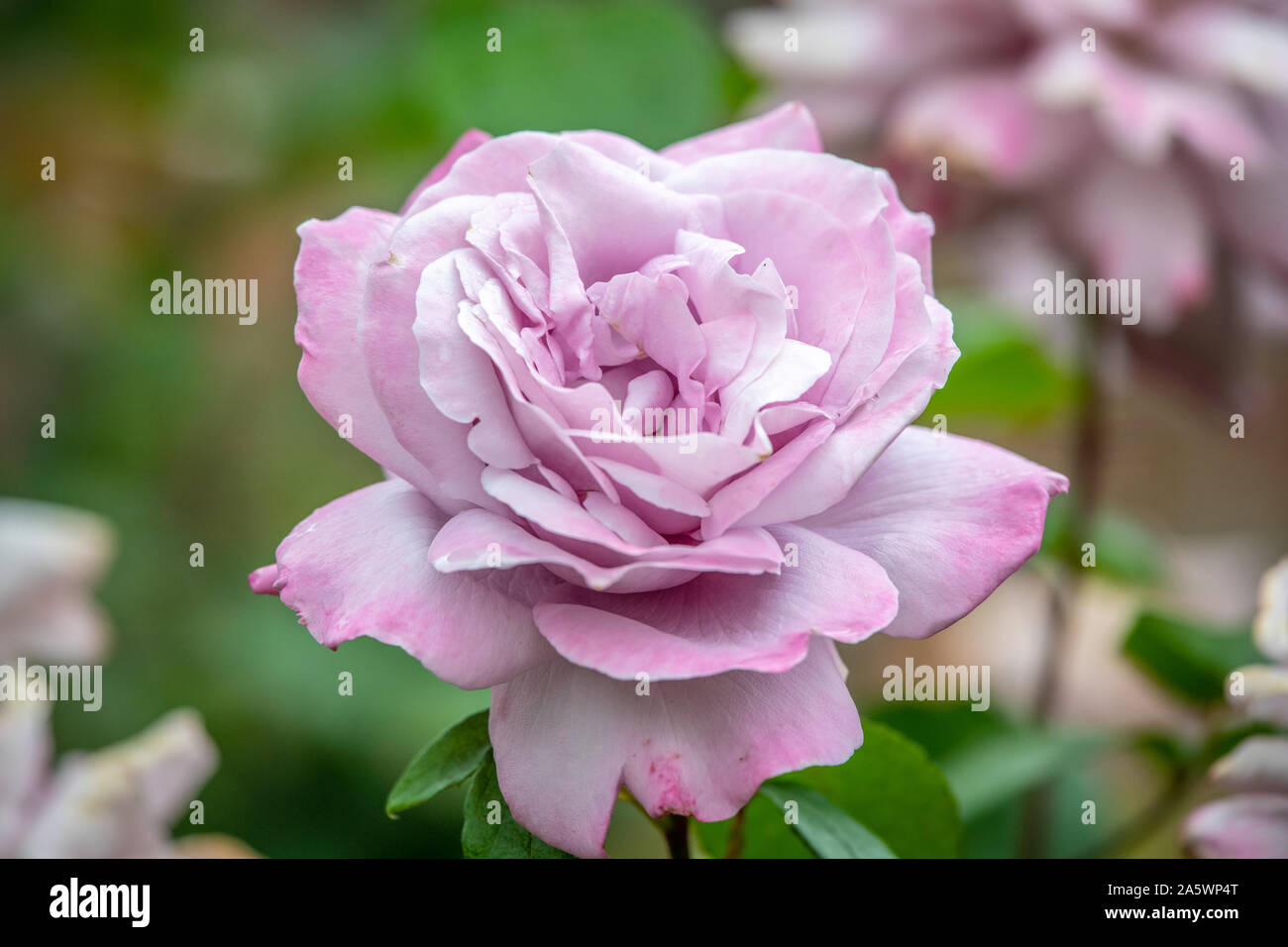 Une rose rose dans un jardin, Hawes, Yorkshire, UK Banque D'Images