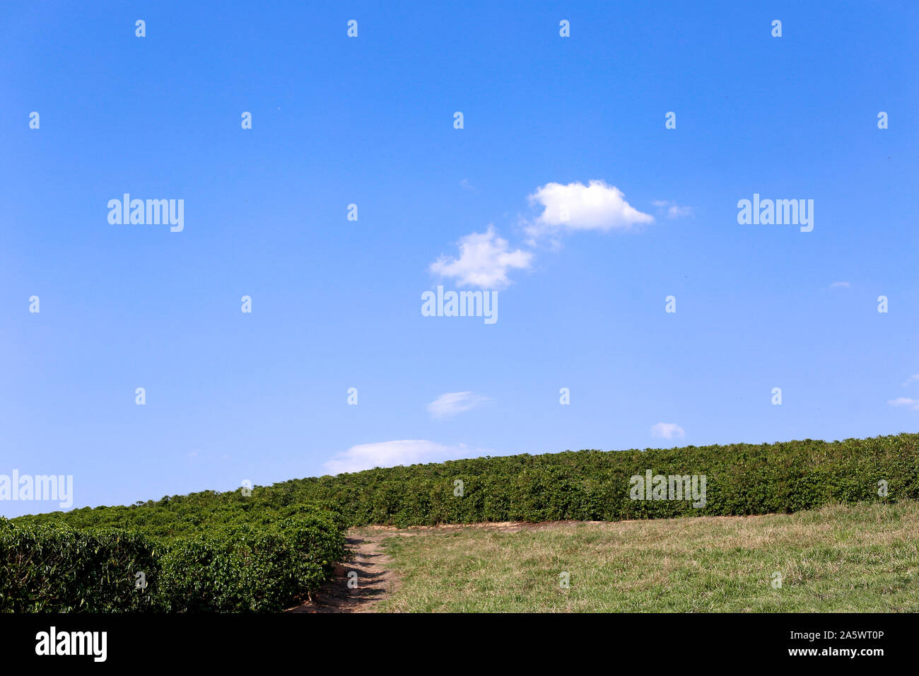 Ferme avec vue sur la plantation de café - Café à la ferme Brésil - Cafe do Brasil Banque D'Images
