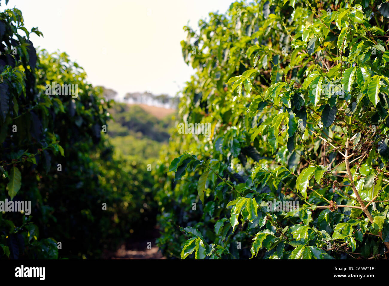 Ferme avec vue sur la plantation de café - Café à la ferme Brésil - Cafe do Brasil Banque D'Images