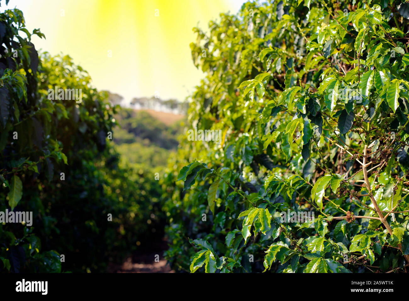 Ferme avec vue sur la plantation de café - Café à la ferme Brésil - Cafe do Brasil Banque D'Images
