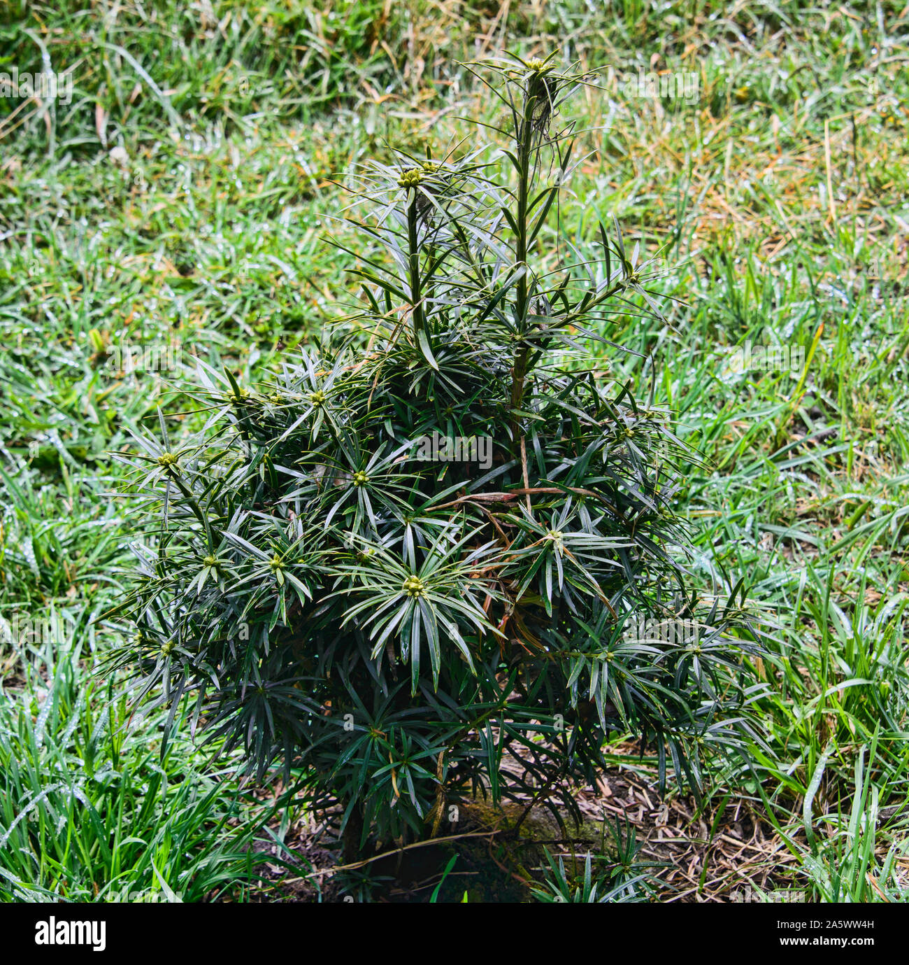 Arbre Podocarpus croissant dans le páramo' 'highlands près de Chimborazo, Urbina, Equateur Banque D'Images
