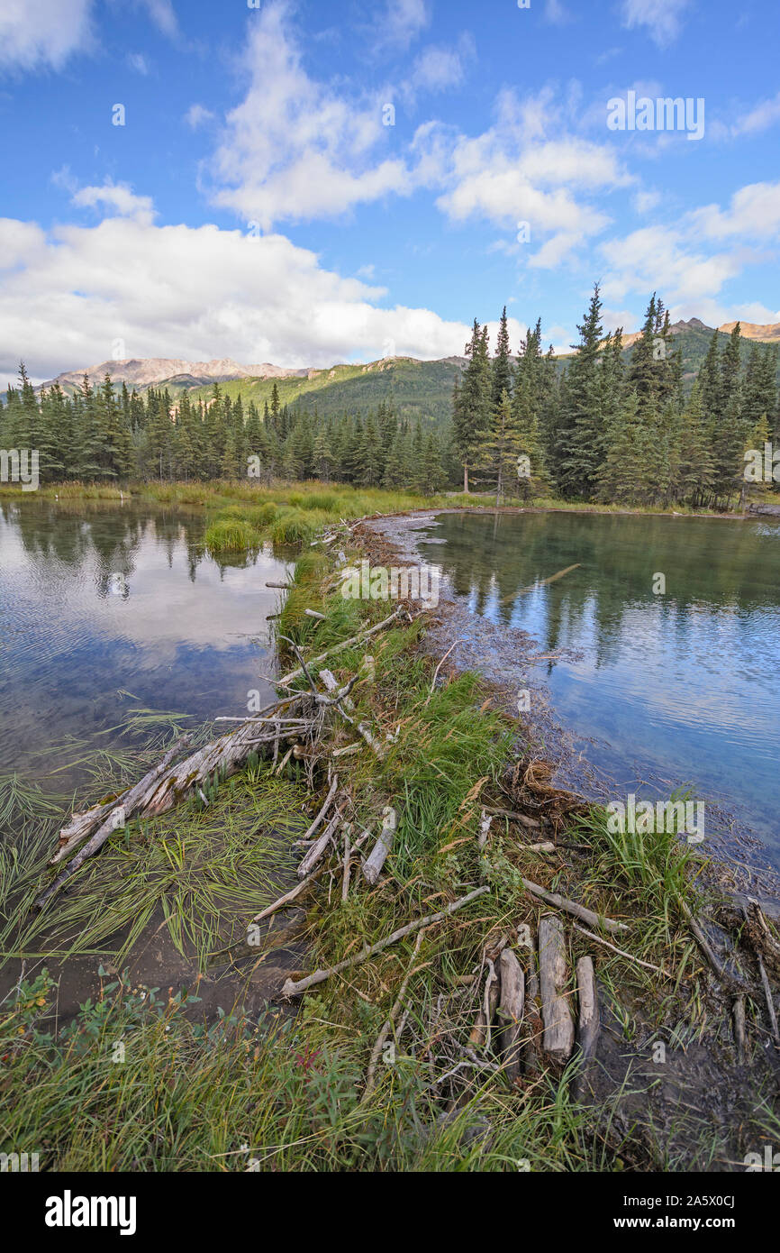 Barrage de castor sur Horseshoe Lake dans le parc national Denali en Alaska Banque D'Images