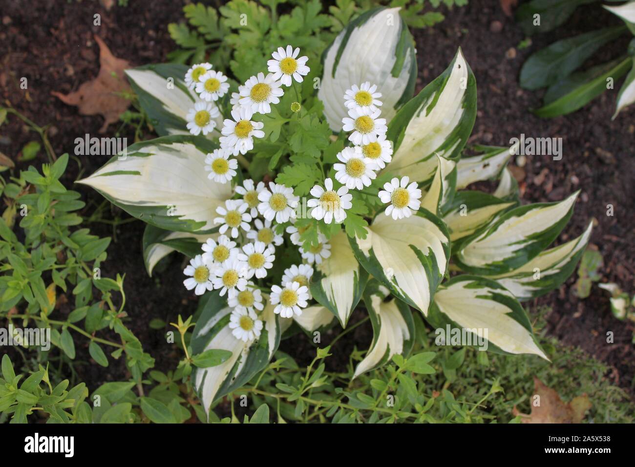 Grande camomille fleurs éclore entre une plante Hosta panaché Banque D'Images