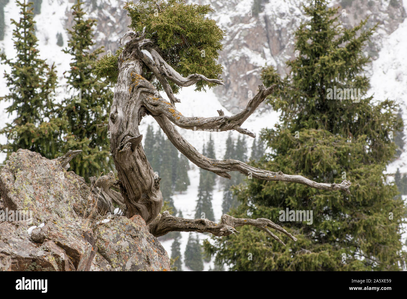 Arbre branche séchée sur un rocher dans les montagnes enneigées Banque D'Images