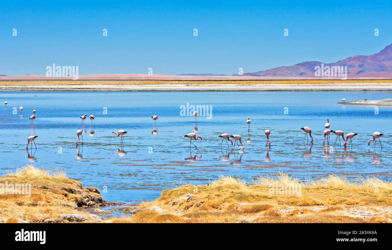 Les flamants se nourrir près de Salar de Tara (Tara) de sel dans la réserve nationale Los Flamencos, désert d'Atacama, Chili Banque D'Images