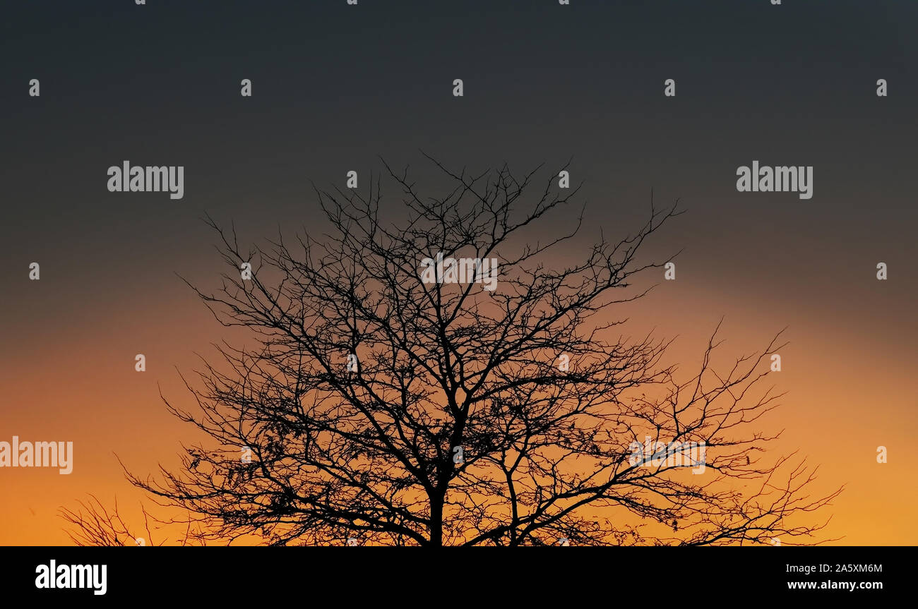 Silhouette d'un arbre sans feuilles d'automne la Nouvelle Angleterre entouré par un coucher de soleil orange halo. Banque D'Images