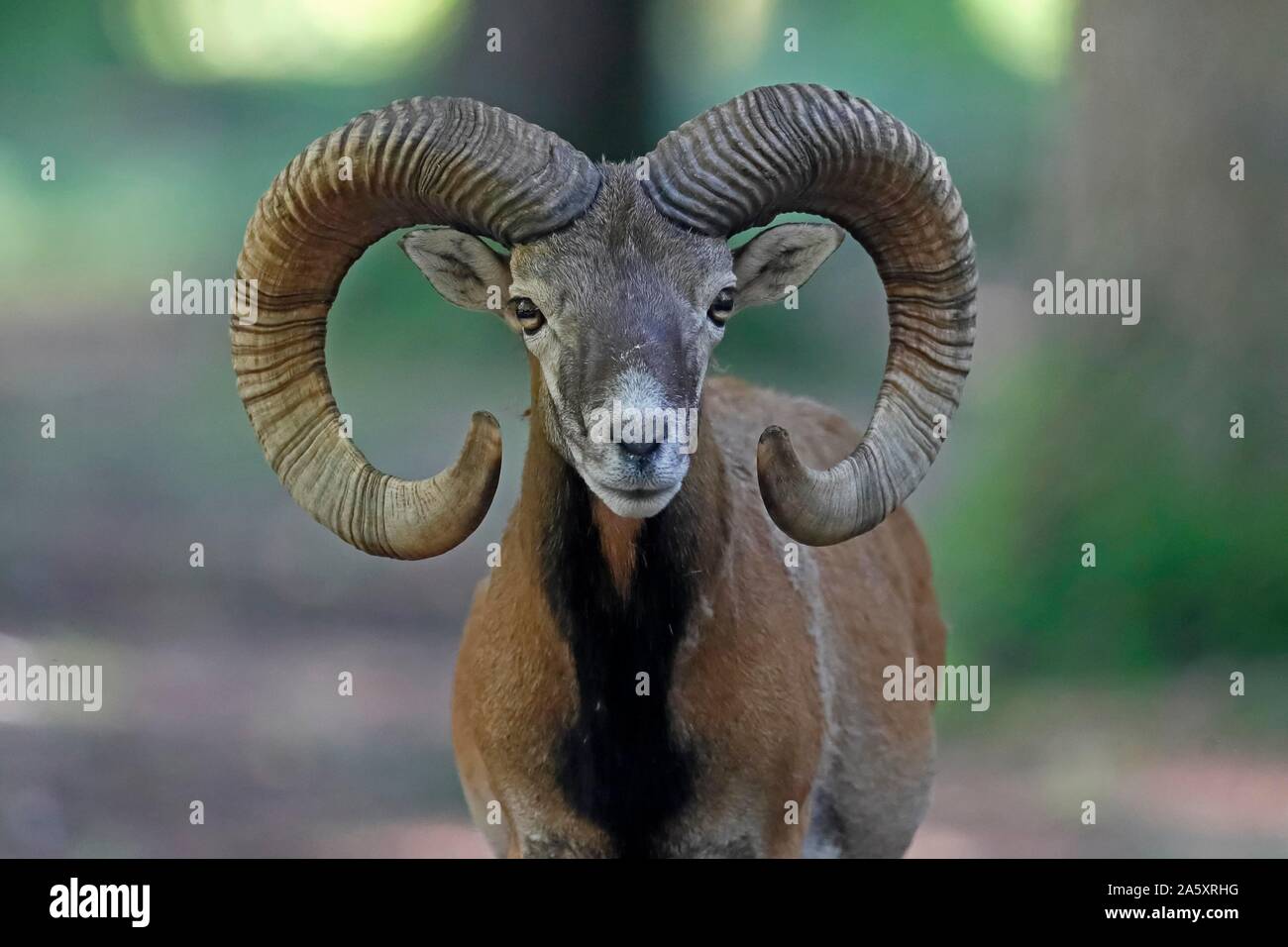 Mufflon (Ovis gmelini musimon), Bélier, animal portrait, Allemagne Banque D'Images