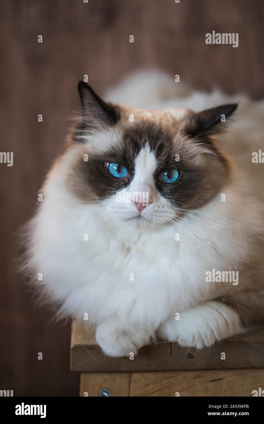 Un Jeune Brun Et Blanc Bicolore Chat Ragdoll Avec Des Yeux Bleus Reposant Sur Un Tabouret Avec Un Fond De Bois Photo Stock Alamy