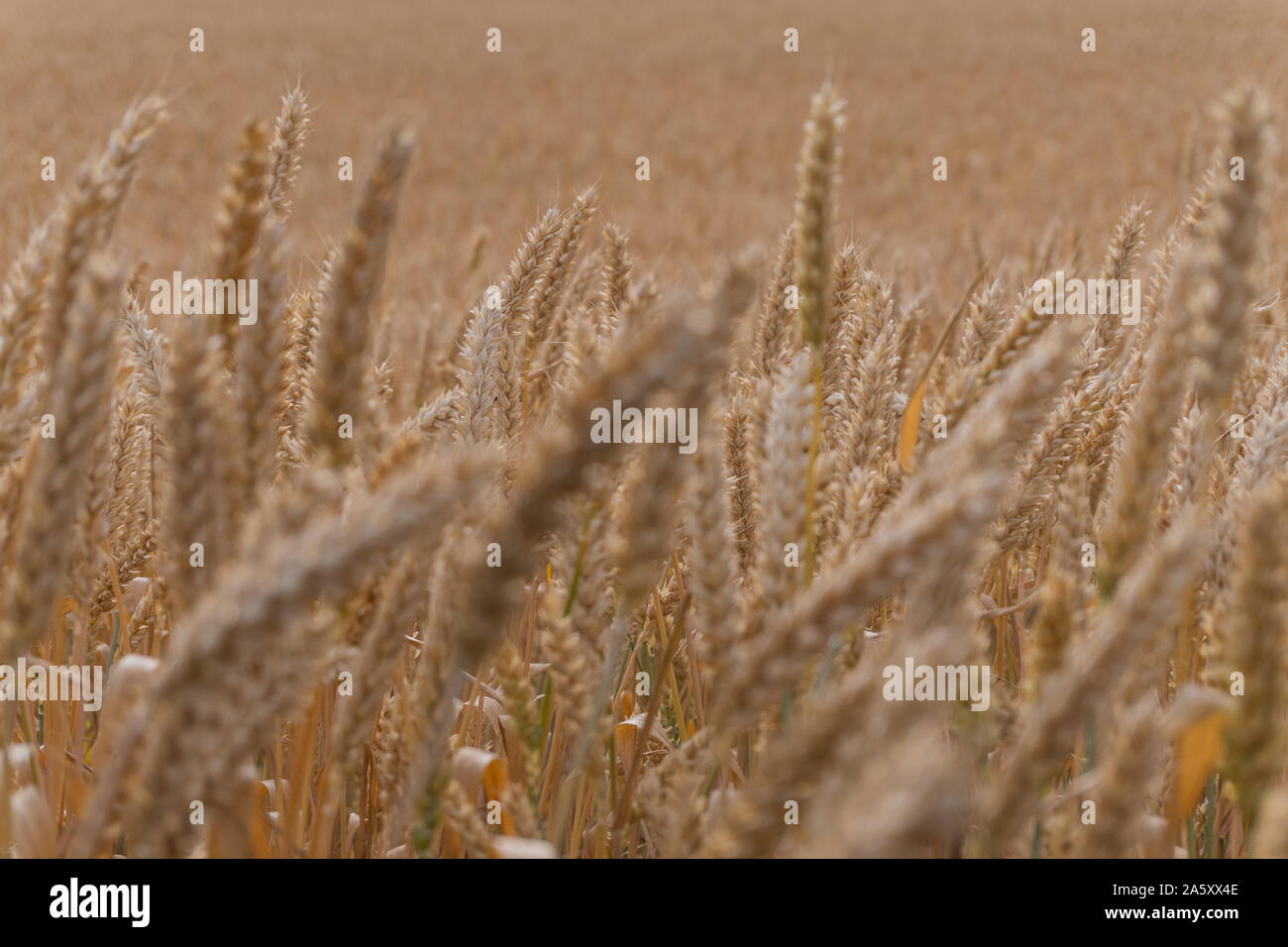 Les épis de blé close-up, l'arrière-plan, la texture Banque D'Images