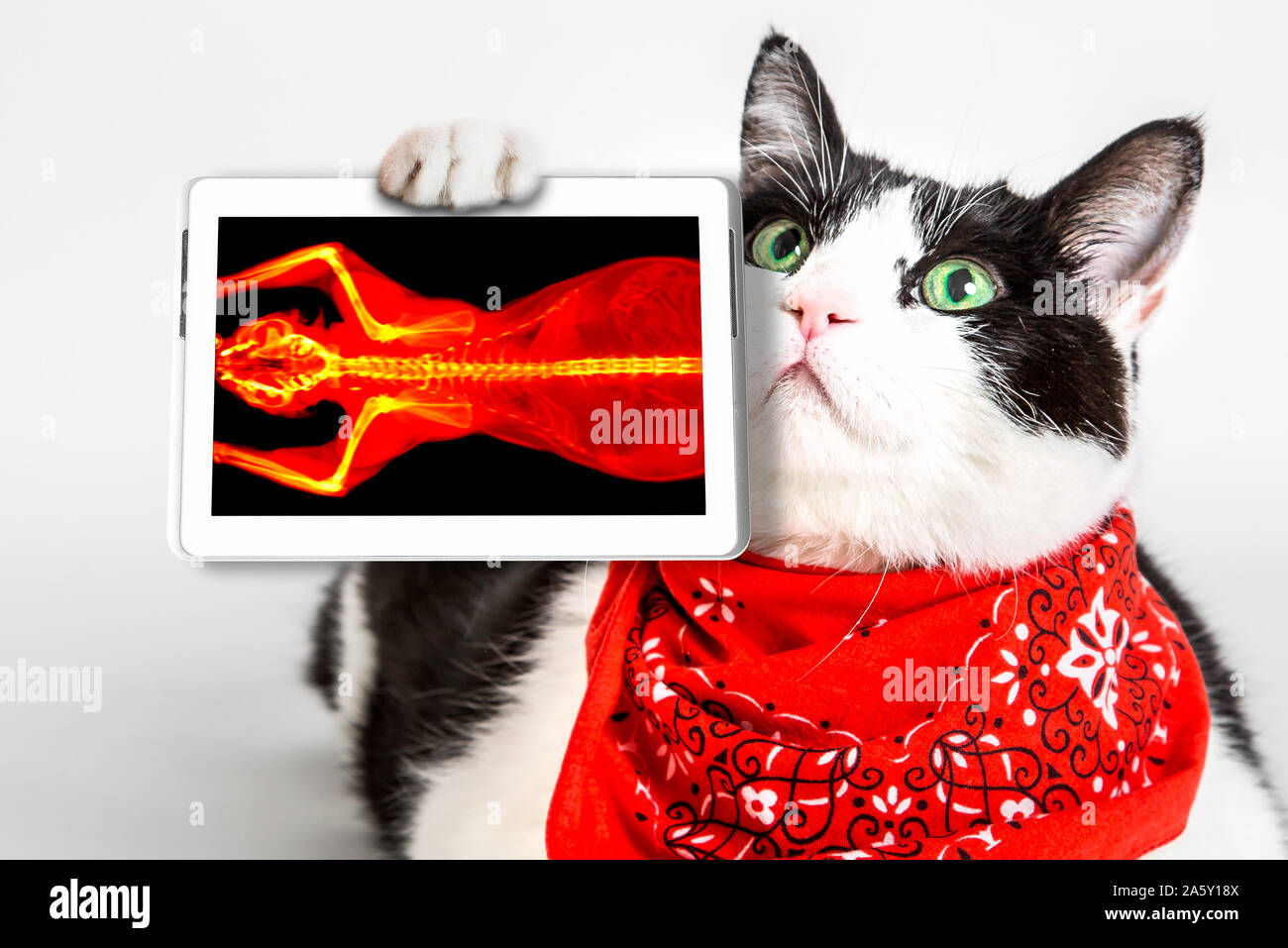 Chat Noir Et Blanc Aux Yeux Verts Portant Un Bandana Rouge Montrant Son Image Scanner Dans Une Tablette Studio Blanc Arriere Plan Diagnostic Veterinaire Oncologue Photo Stock Alamy