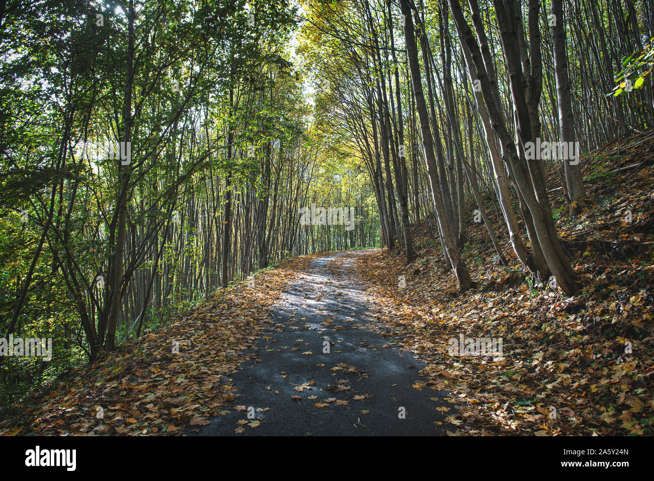 Petite route de montagne en automne avec les feuilles mortes de plantes Banque D'Images