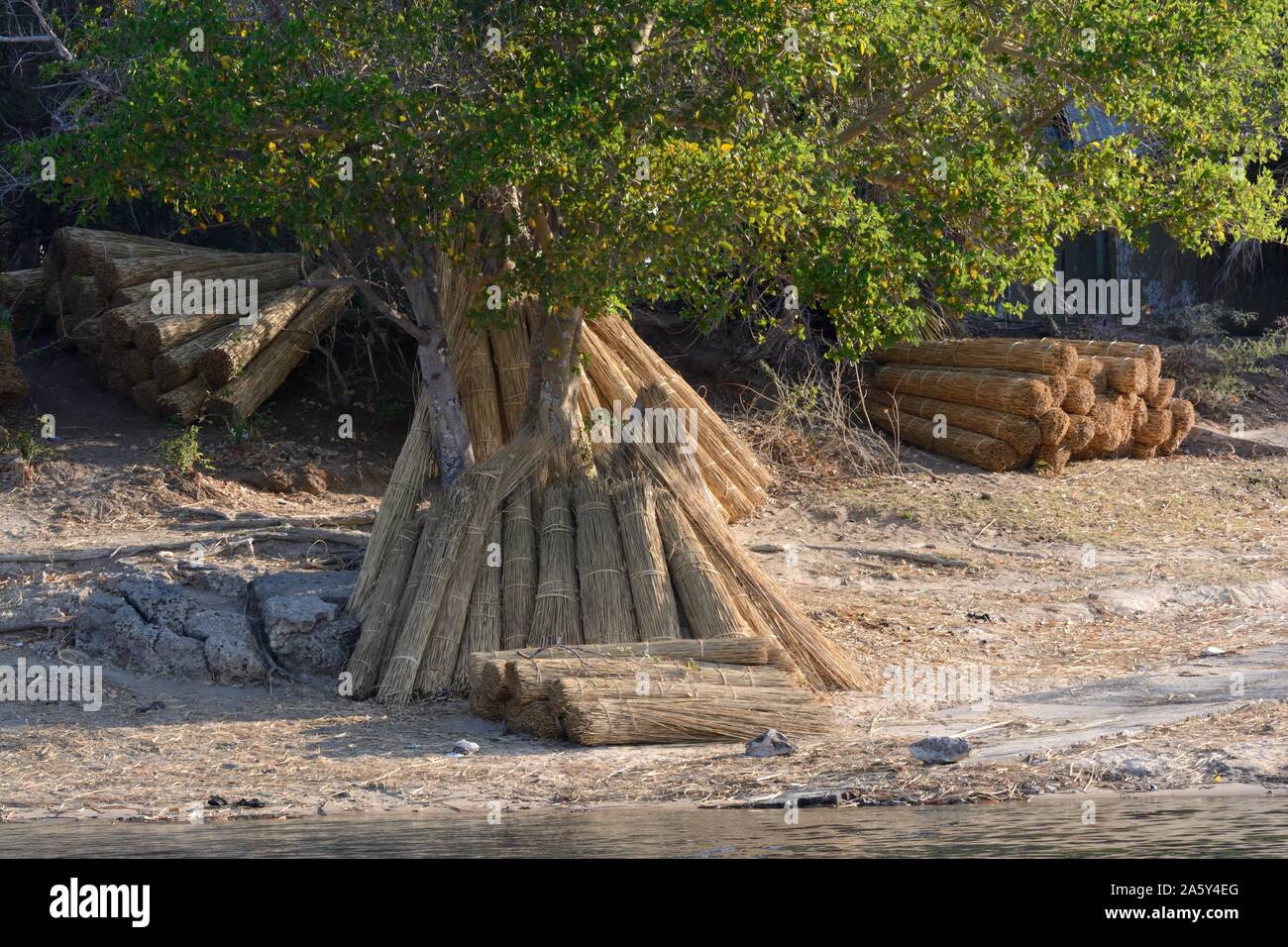 Bottes de papyrus de l'herbe sur la rive de la Delta Okavanga réduit de personnes ethniques locales à utiliser pour l'Afrique Botswana chaume Banque D'Images