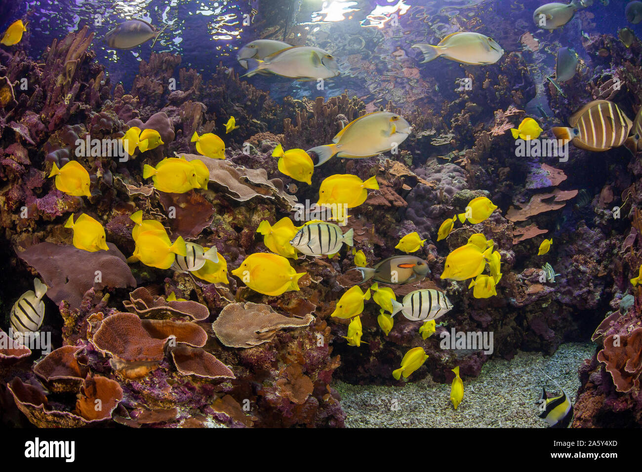 Un tir avec divers poissons de récifs de corail et de l'intérieur de l'un des plus grands aquariums au Maui Ocean Center à Maalaea, Maui, Hawaii. Banque D'Images